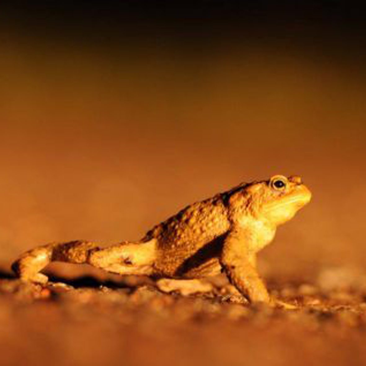 Amphibiens sur les routes